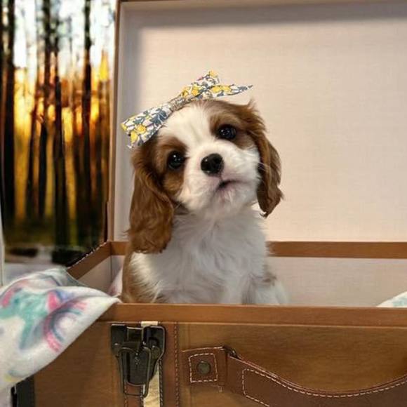 Meet your Posher, Karin - Picture 1 of 1